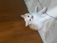british shorthair oğlum