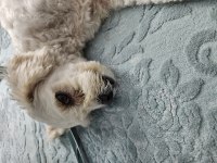 2 yaşında ücretsiz sahiplendirme maltipoo
