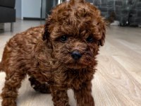 Toy Poodle Orjinal Teddy Yavrular