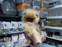 Pomeranian dişi yavrumuz