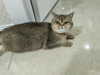 Sağlık Sorunlarından Dolayı Kedimiz Sahiplendiriliyor