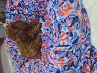 Toy poodle erkek
