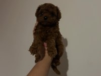 Kore toy Poodle Yavrular