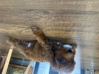 1.5 aylık erkek kahverengi kore toy poodle