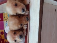 Ücretsiz Yavru Köpekler