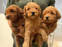 Maltipoo bebek köpekler