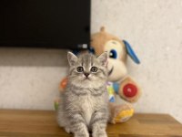 Brıtısh Shorthair Yavrularım