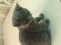 Yavru sevimli British Shorthair