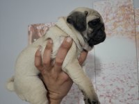 MUHTEŞEM PUG MOPS BEBEKLER