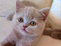 ŞEKERİLİNKOO DİŞİ LİLAC RENK KEDİMİZ