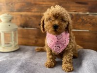 UYGUN TOY POODLE BEBEKLER
