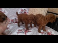 Toy poodle bebekler