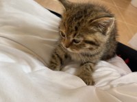 Adana içi acil sahiplendirme british shorthair melezi