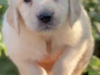 Safkan English Creamy Golden Retriever