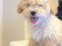 Oyuncak gibi sevimli maltipoo bebeğim