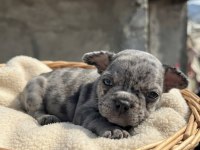 French bulldog yavru bebek