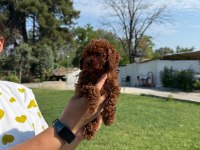 Kore toy poodle bebeklerimiz