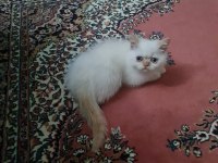 Dişi yavru exotic shorthair