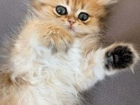 British Longhair Dişi