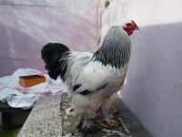 Brahma Horoz
