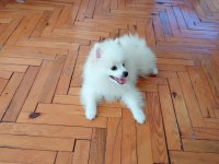 Pomeranian boo 1. sınıf