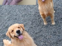 Golden retriever yavrular baby Face