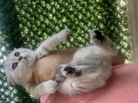 Evden Show Kalite British Shorthair Yavrular