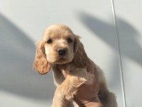 Safkan Cocker Yavrular Irk Sağlık Garantili