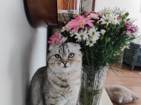 8 Aylık oyuncu cana yakın scottish fold