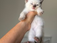 British shorthair yavruları