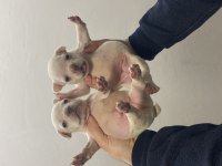 DİŞİ BLUE FLUFFY FRENCH BULLDOG