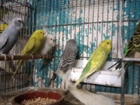 İster yavru damızlık muhabbet kuşları mevcuttur