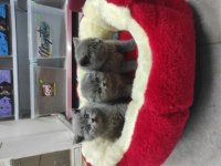Kaliteli Scottish Fold Yavrular