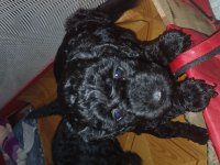 Orta boy poodle