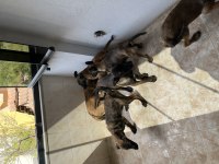 3 Ay 10 Günlük Malinois Yavrularım