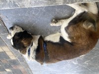 Safkan saint bernard kızıma yuva arıyorum