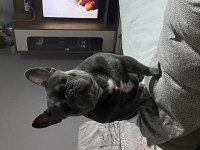 Balıkesir merkez Fransız Bulldog (french bulldog)