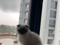 ÜCRETSİZ SCOTTİSH FOLD KEDİMİZ AİLESİNİ BEKLİYOR