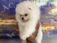 Pomeranian bebekler hazır