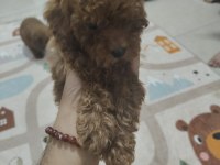 Toy poodle bebekler