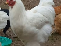 Orijinal brahma horozları