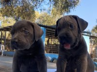 Muhteşem Cane Corso Yavrularımız