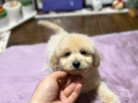 MİNİ MALTİPOO YAVRULARIMIZ