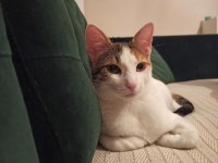 Sağlıklı 1 Yaşında Calico Kedimiz