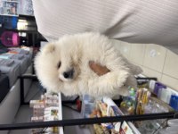 2 aylık pomeranian boo
