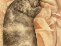 1 yaşında evcil aşıları tamam british shorthair