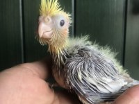 SULTAN BEBEKLERİMİZ EL BESLEME YAVRU