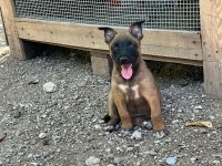2 aylık safkan belcika malinois yavruları a kalite belcika