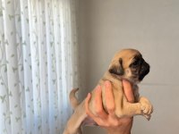 Üst segment gül kuyruk pug mops
