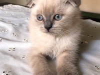 Minik scottish fold erkeğimize yeni yuva